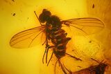 Several Fossil Flies (Diptera) and a Spider (Araneae) In Baltic Amber #139073-1